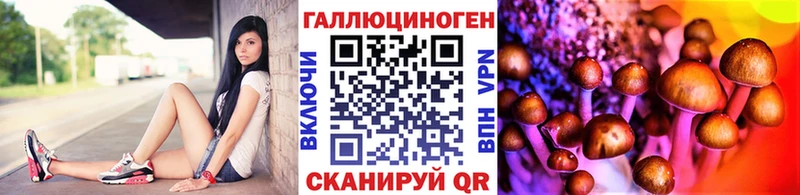 наркота  Никольск  Псилоцибиновые грибы Psilocybine cubensis 